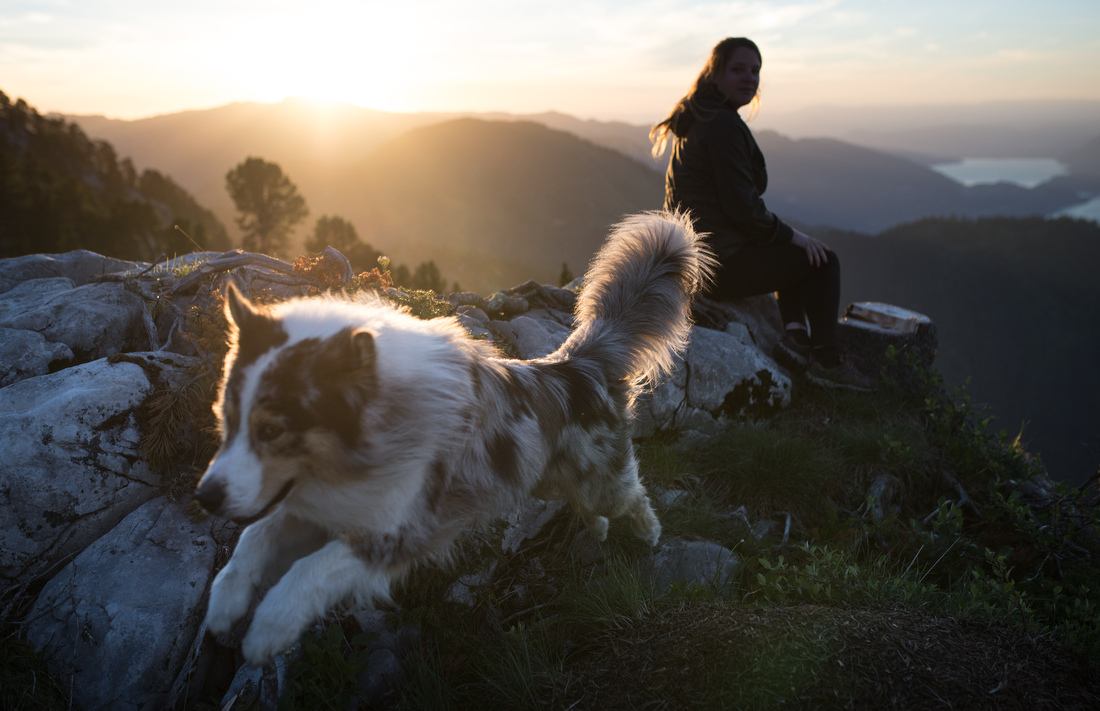 Largo, le berger Australien de Marc