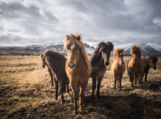 Les paysages uniques de l’Islande