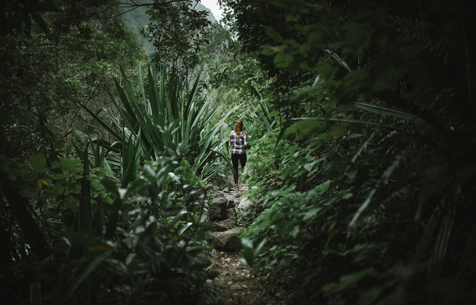 Dans la jungle luxuriante Dans la jungle luxuriante