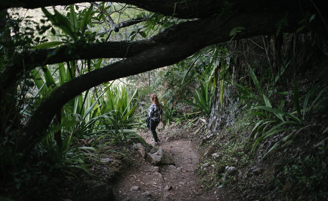 La végétation luxuriante de la Réunion