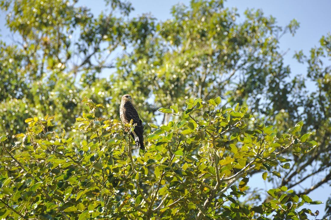 Balbuzard pêcheur, Lago de Yojoa, Honduras