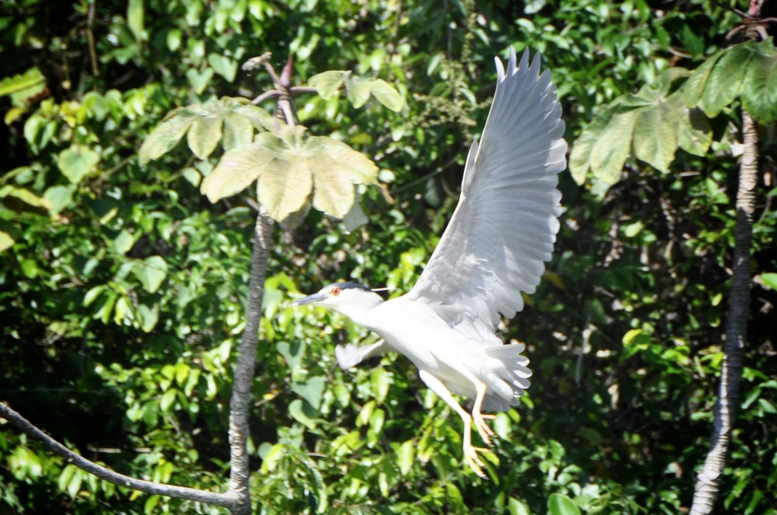 Héron, Lago de Yojoa, Honduras