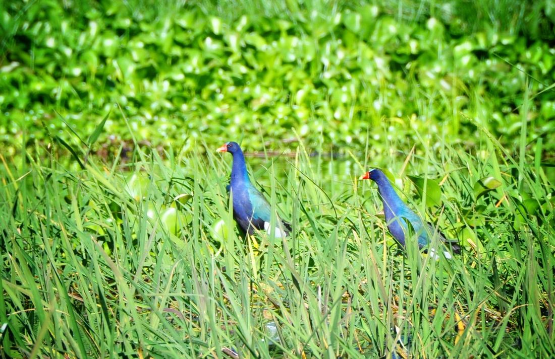 Gallinule bleue, Lago de Yojoa, Honduras