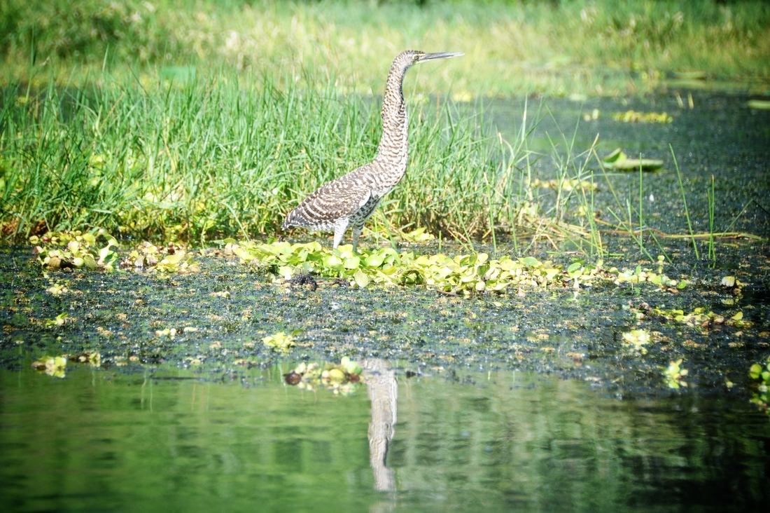 Heron tigré, Lago de Yojoa, Honduras