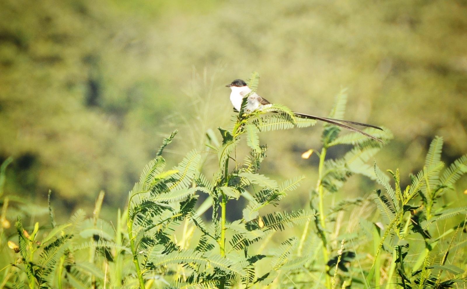 Oiseau, Lago de Yojoa
