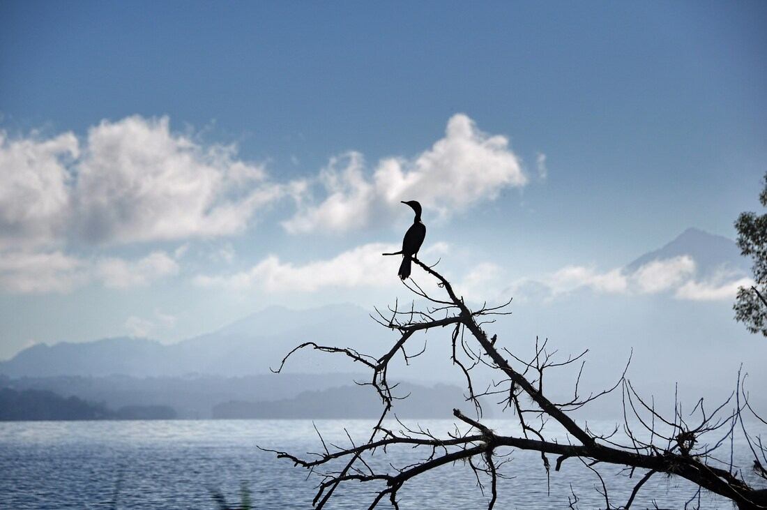 Cormoran Honduras