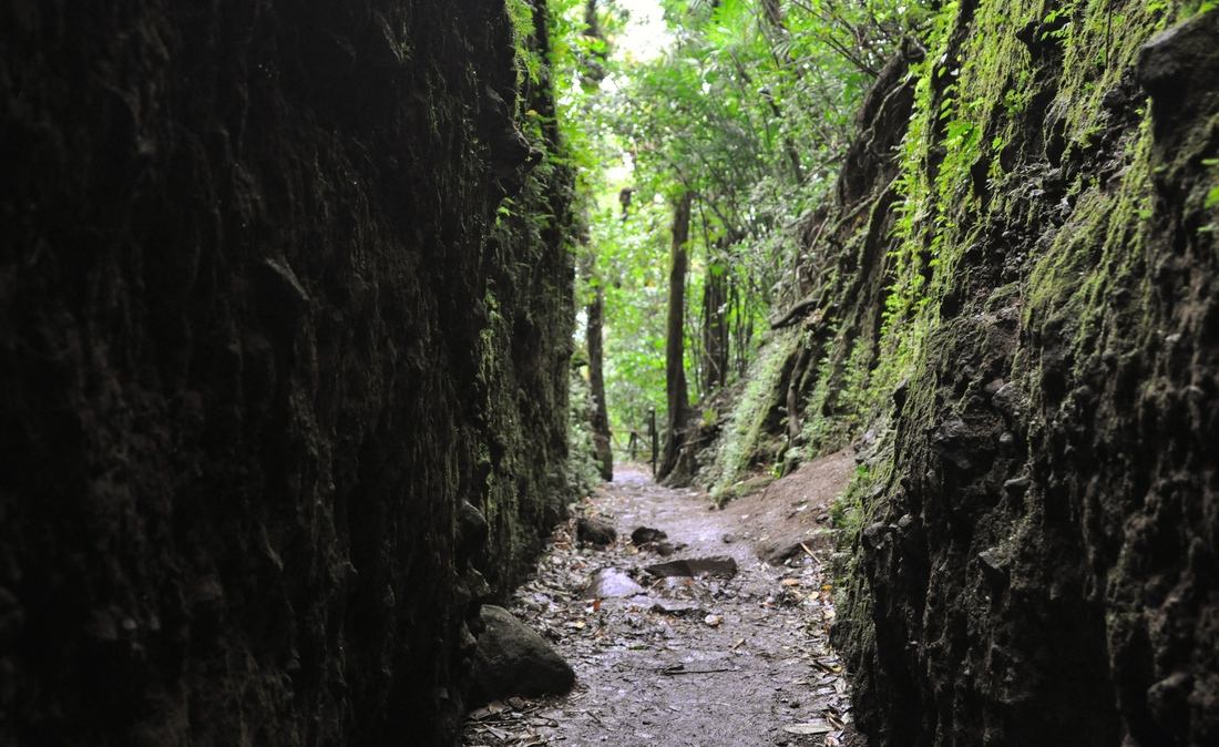 Tunnel dans la cloud forest du Nicaragua