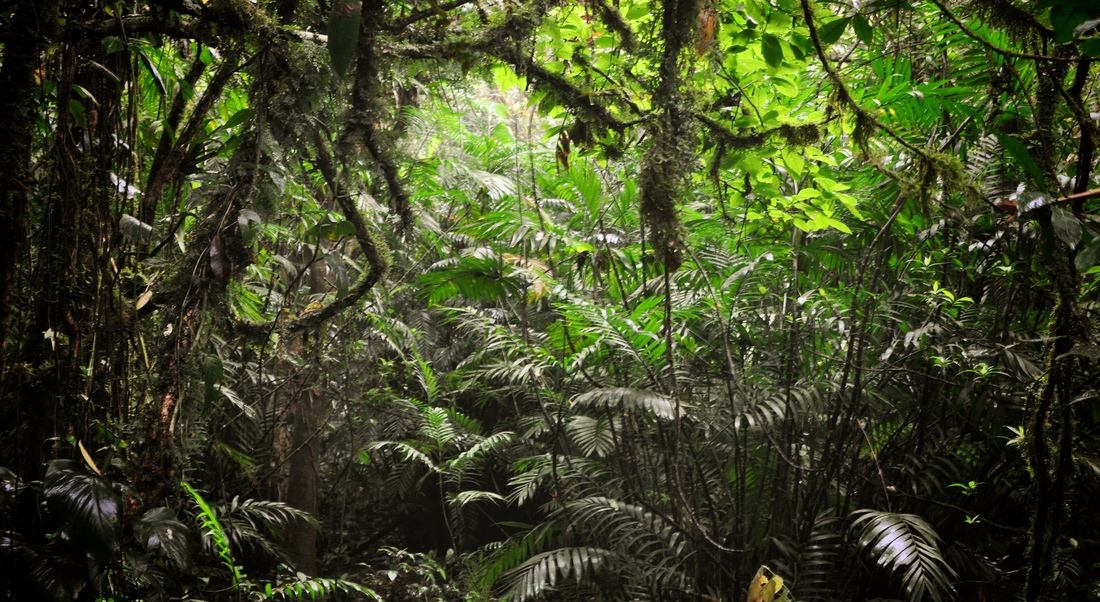 Cloud Forest. Nicaragua