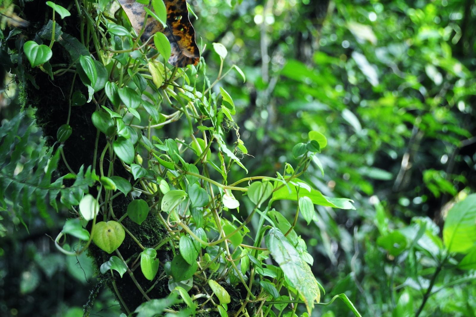 Végétation volcan mombacho, Nicaragua