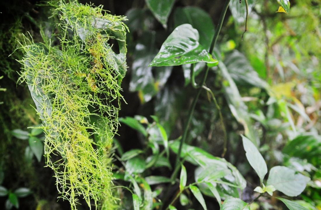 Mousse volcan mombacho, Nicaragua