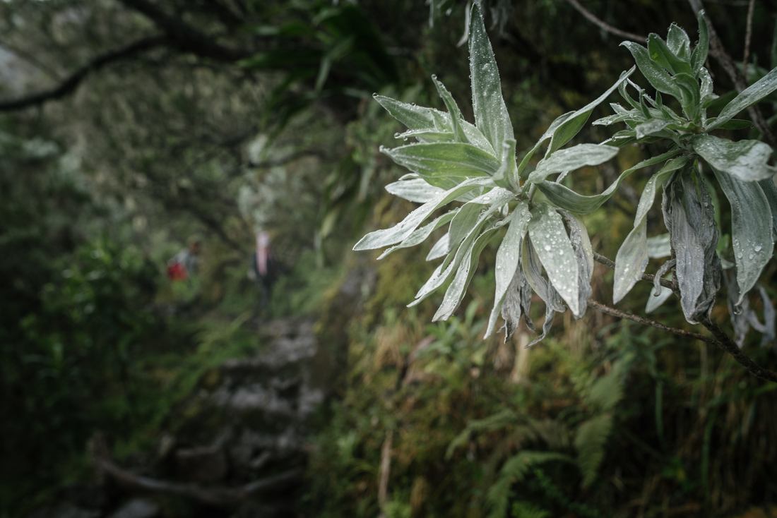 Végation luxuriante de La Réunion 
