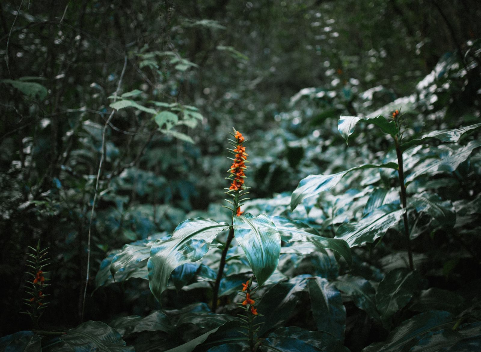 Végétation pendant la première partie de la randonnée 