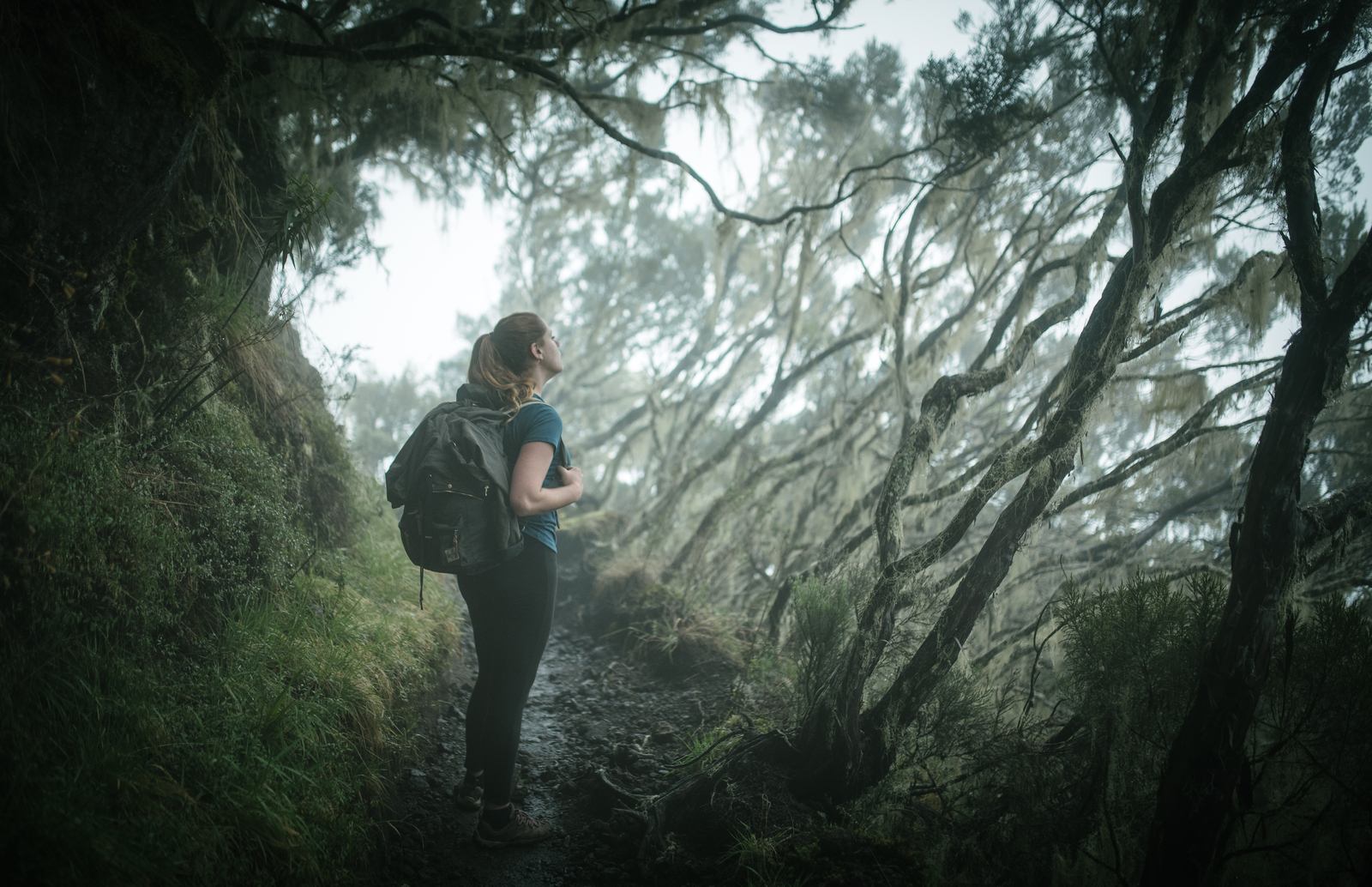 Foret mystique de La Réunion 