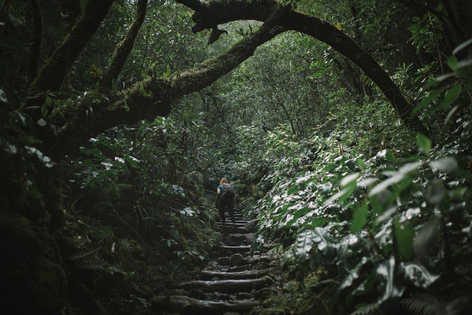 La forêt primaire étonnante du Piton des Neiges