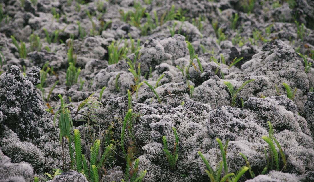 Végétation sur les coulées de lave