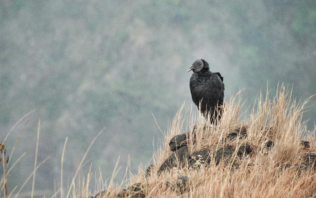 Vautour, volcan Masaya, Nicaragua