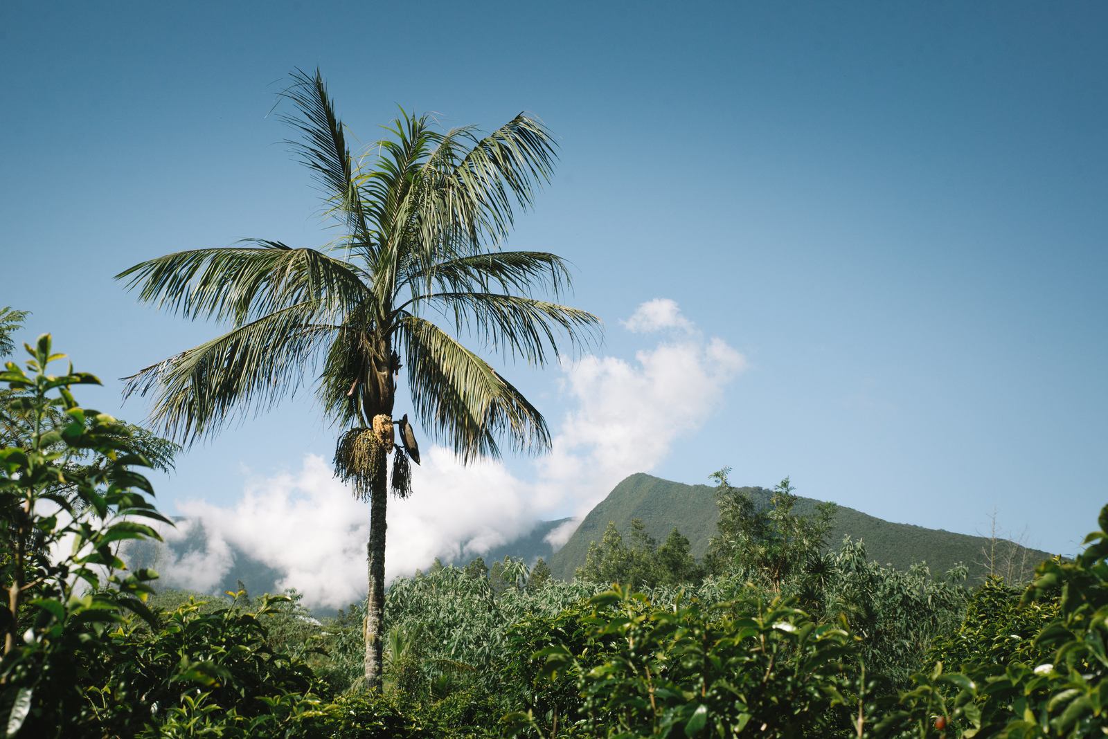 Palmiers et montagnes, La Réunion Palmiers et montagnes, La Réunion