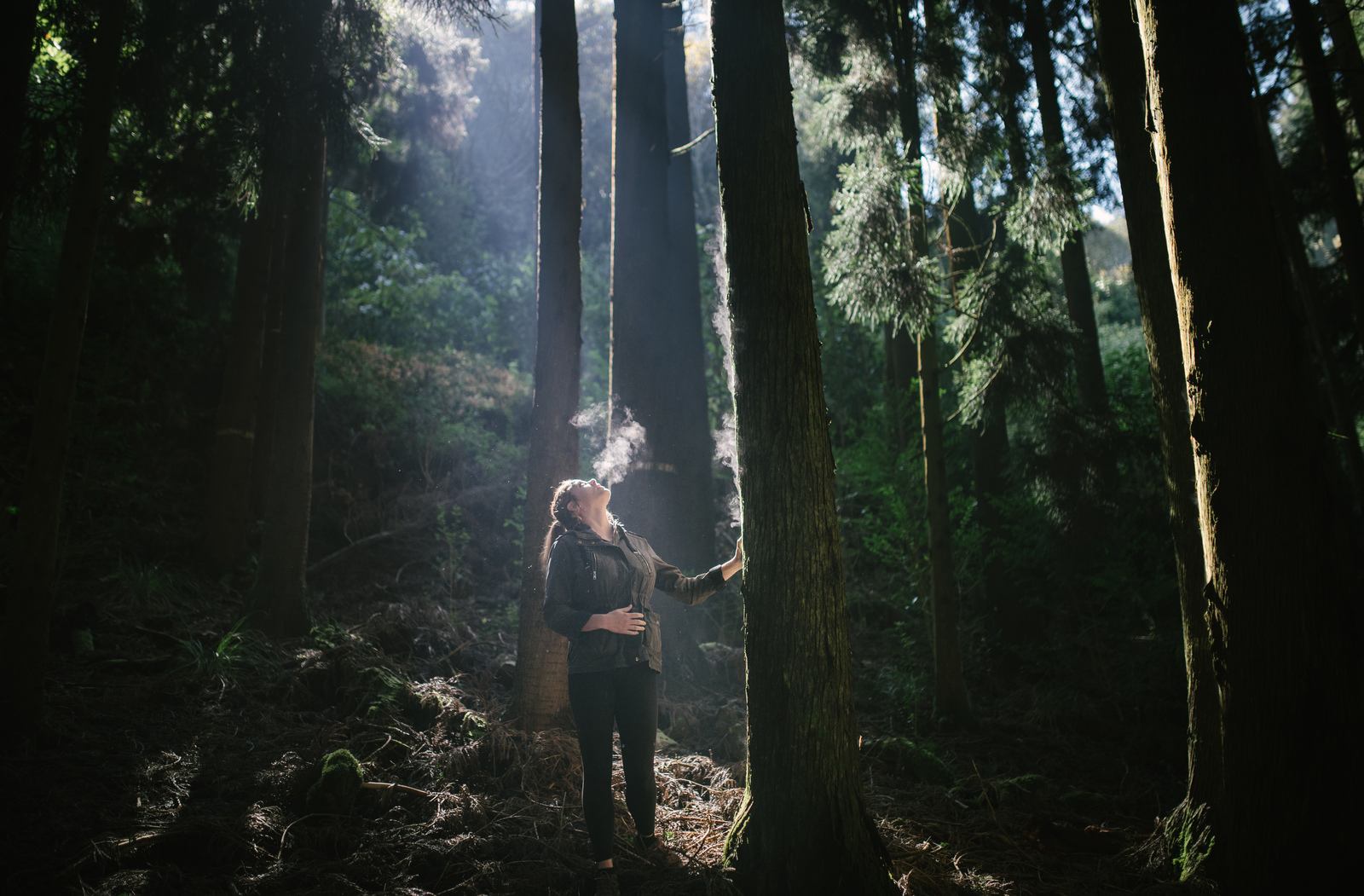 Foret mystique sur la route du volcan 