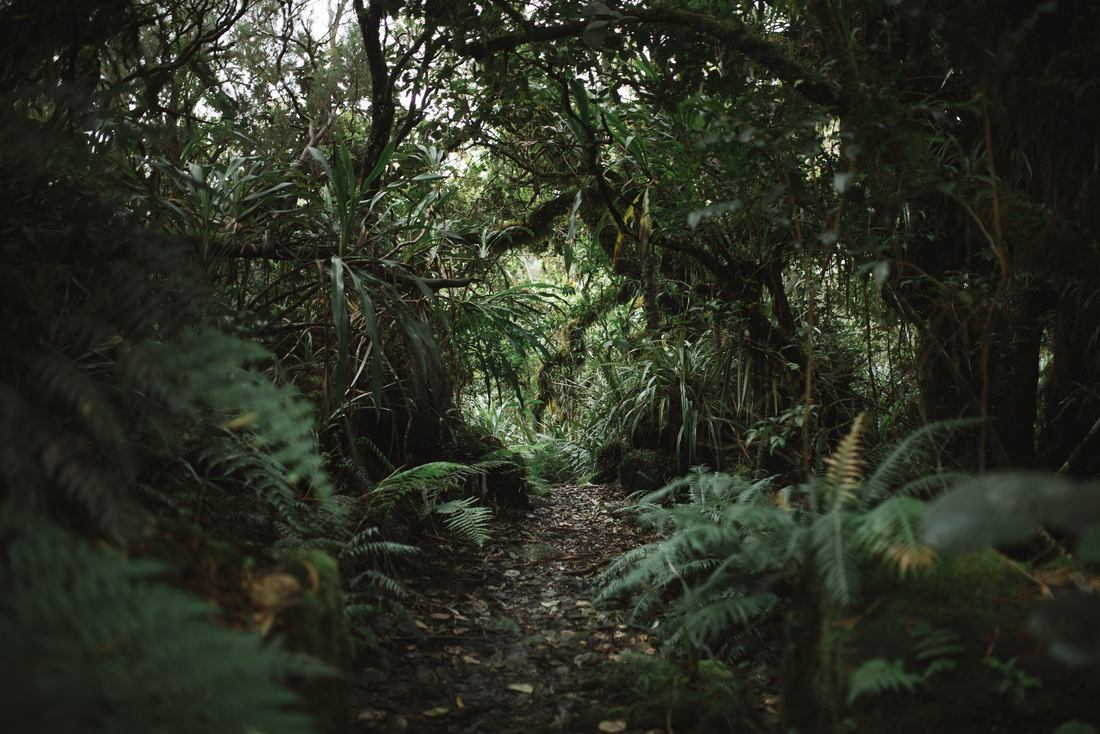 Végétation de la foret de Bélouve