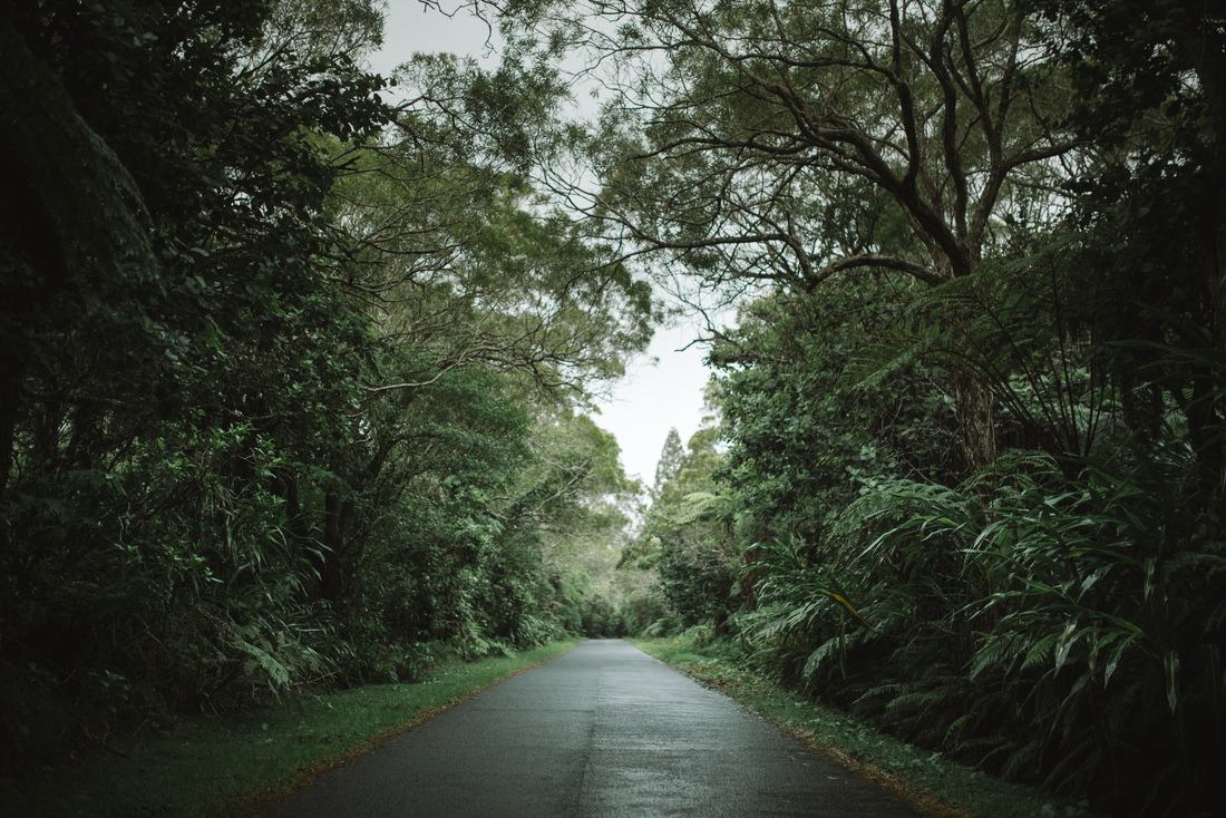 Pénétrer dans la foret de Bélouve 