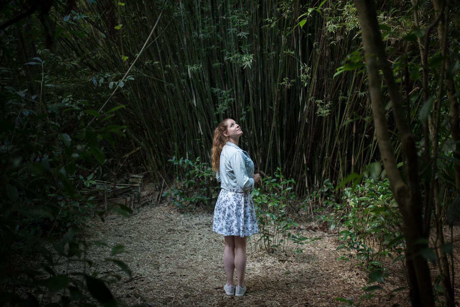 Manue dans une forêt d'arbre à thé