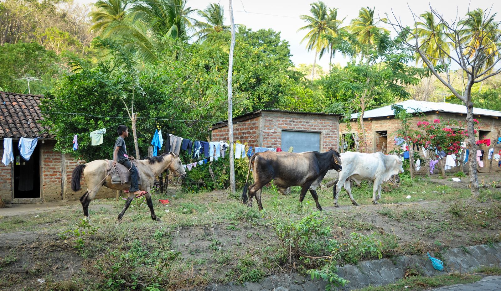 Chevaux dans les rues d'Ometepe, Nicaragua