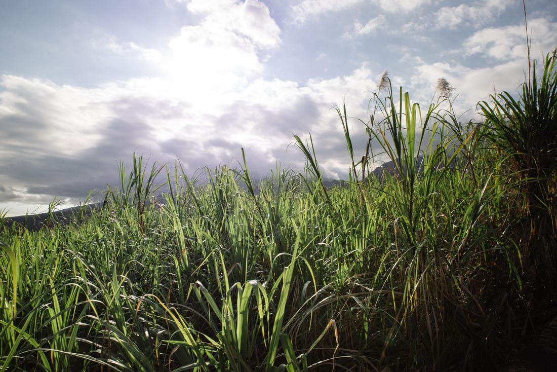 Les champs de cannes à sucre à perte de 