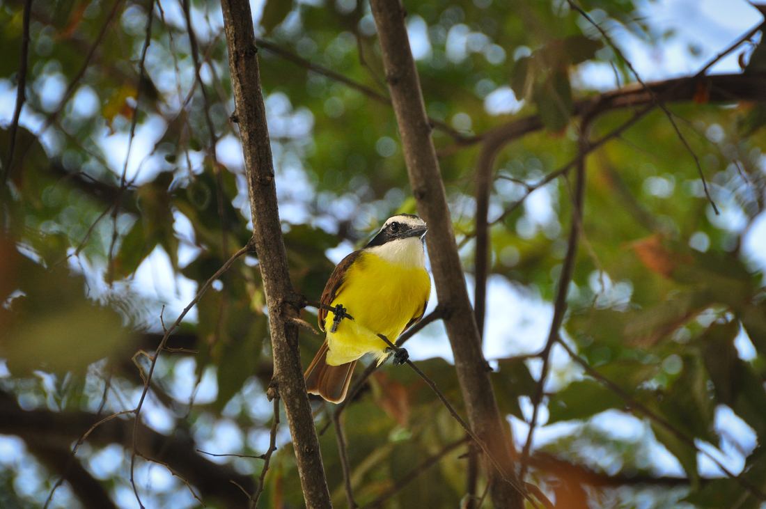 Oiseau. Ometepe, Nicaragua