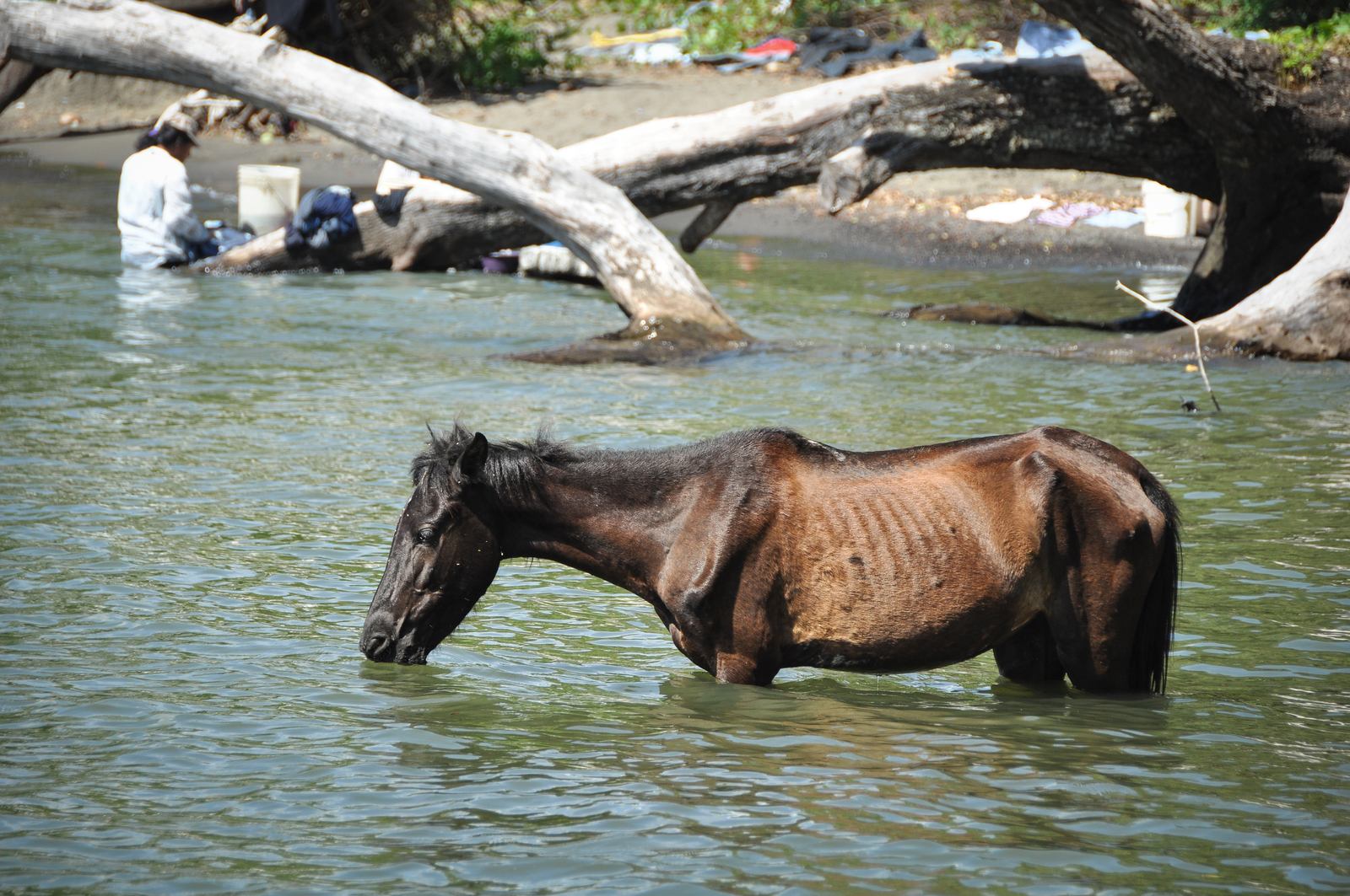 Cheval dans le lac Nicaragua, Ometepe