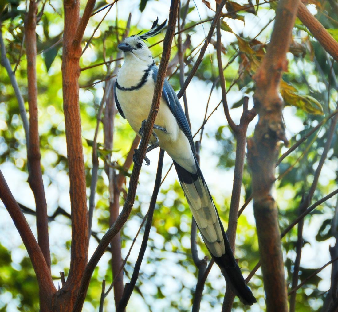 Urracas, Ometepe, Nicaragua