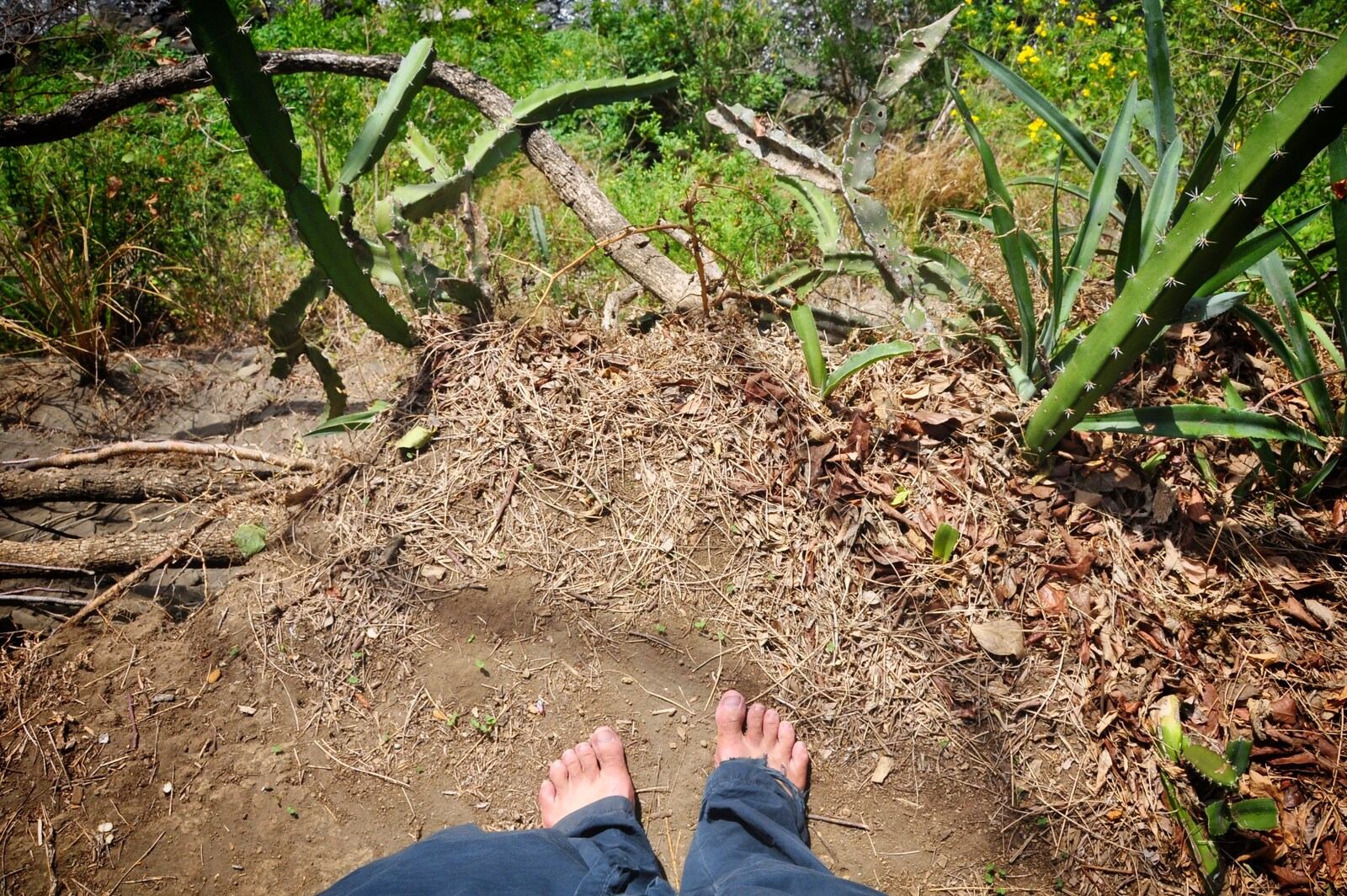 Foret sur l'ile d'Ometepe, Nicaragua