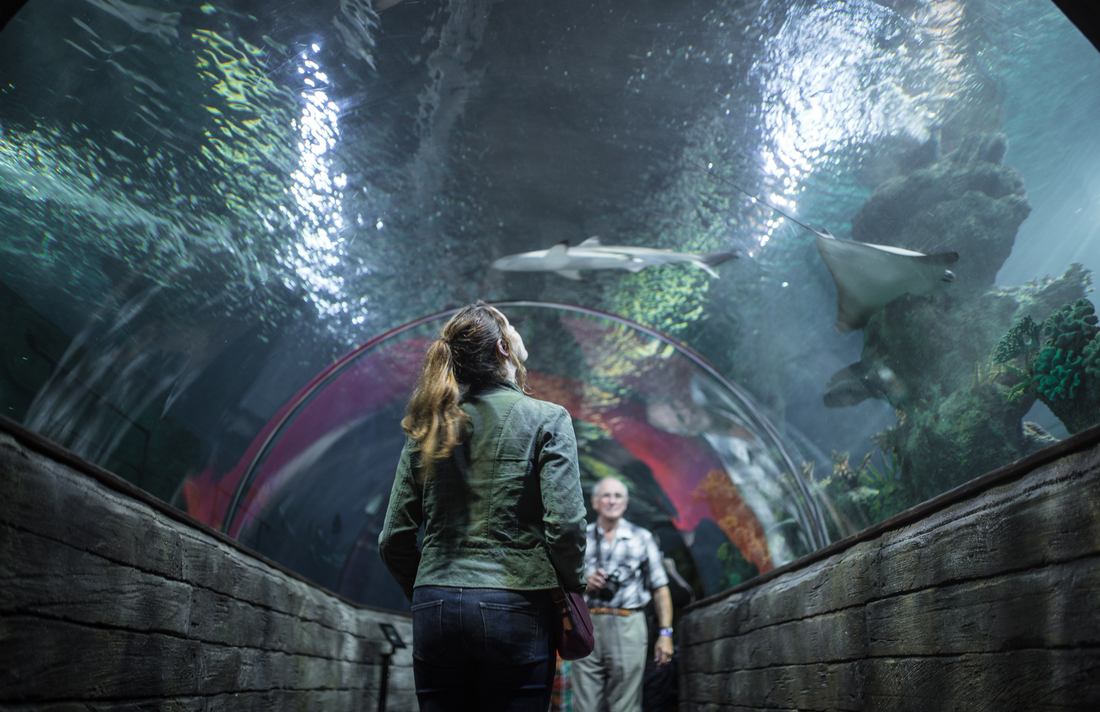 Tunnel de l'aquarium de Malte