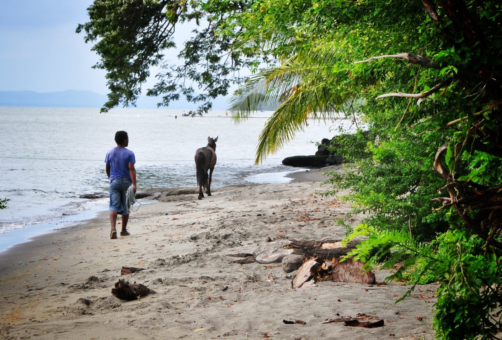 Chevaux. Ometepe, Nicaragua