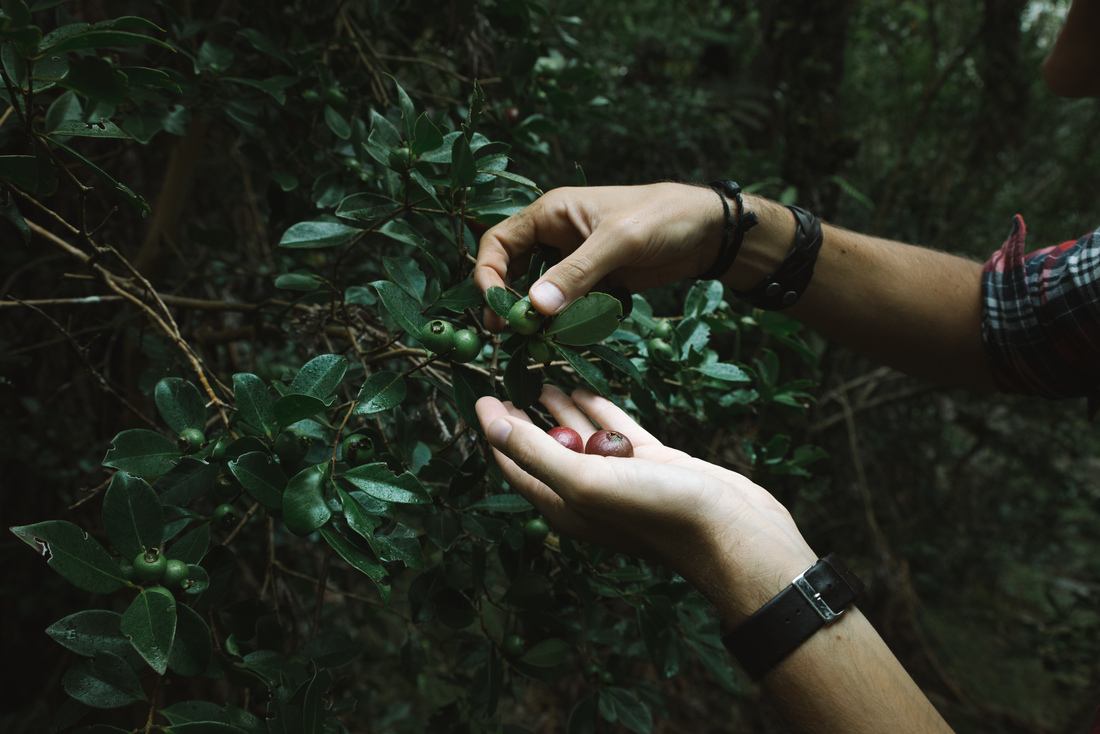 Récolte de goyavier 
