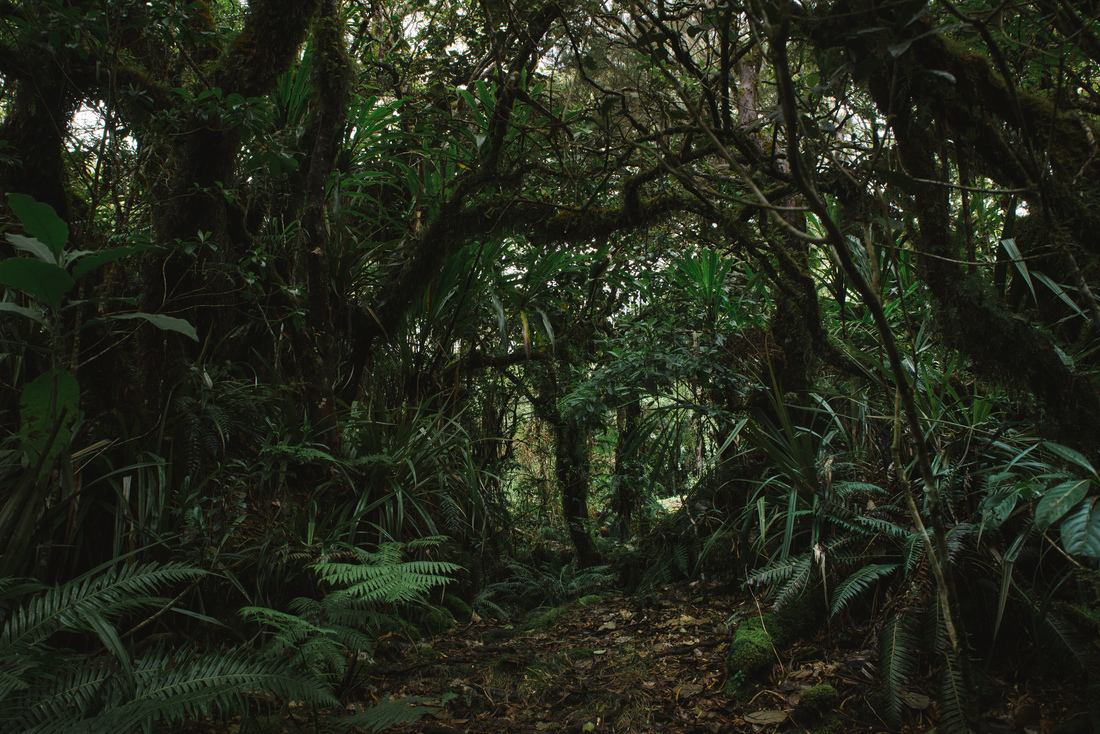 S'engouffrer dans la foret de Bélouve