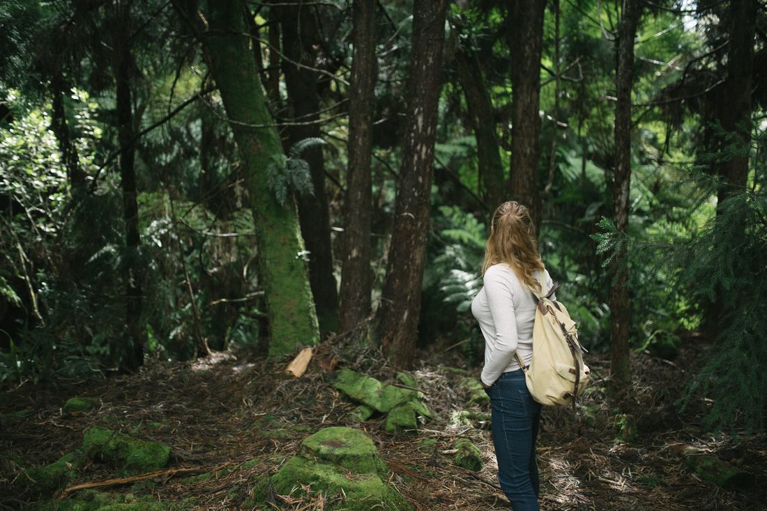 Promenade dans la foret de Bélouve