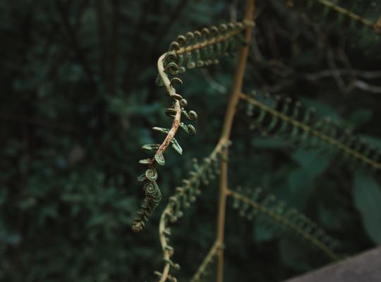 Naissance de fougère, Bélouve