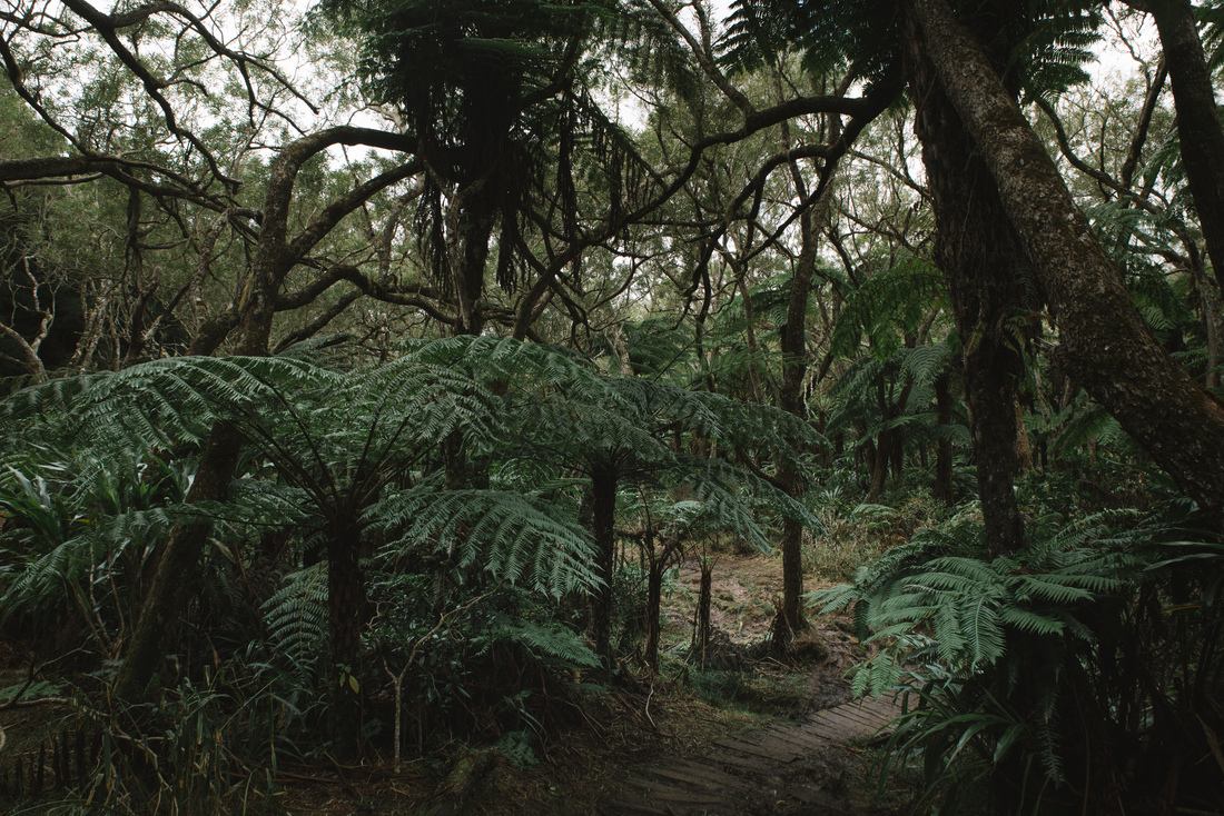 Chemin de bois dans la foret de Bélouve