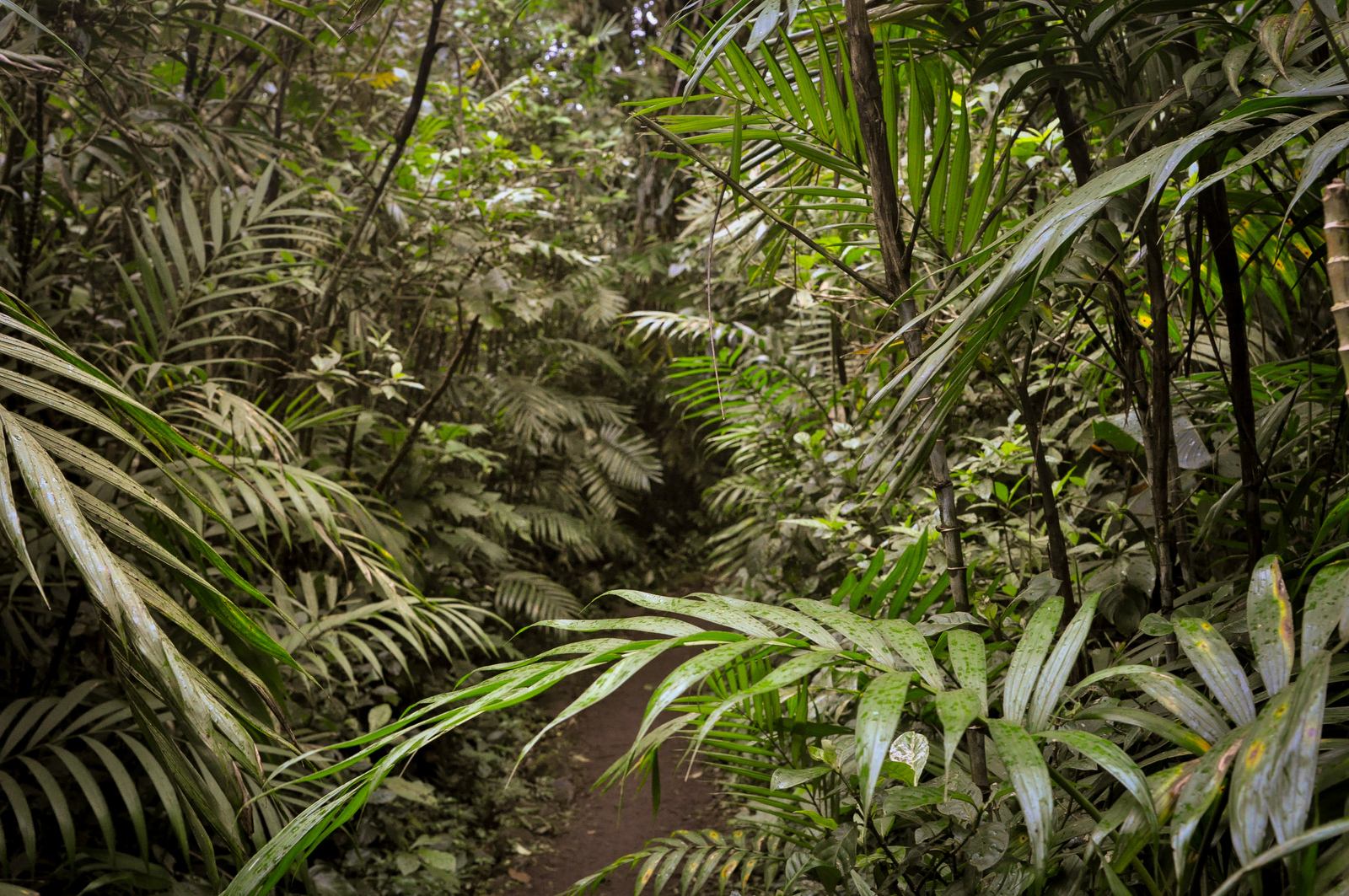 Jungle au volcan Mombacho, Nicaragua