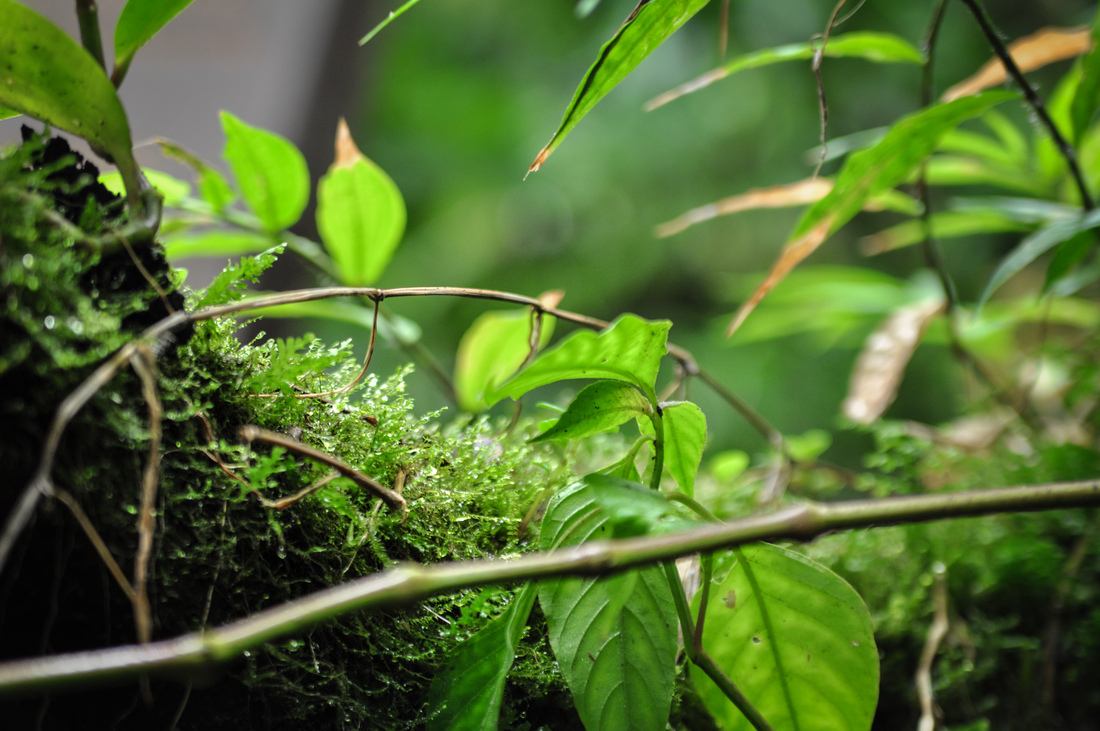 Végétation du volcan Mombacho, Nicaragua