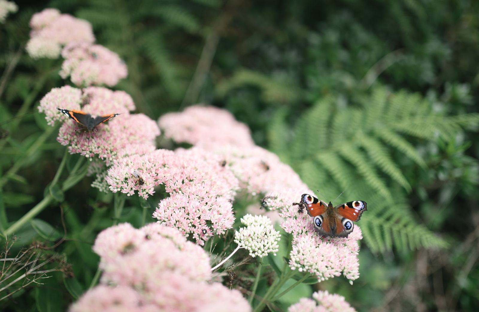 Les papillons par centaines, au parc botanique