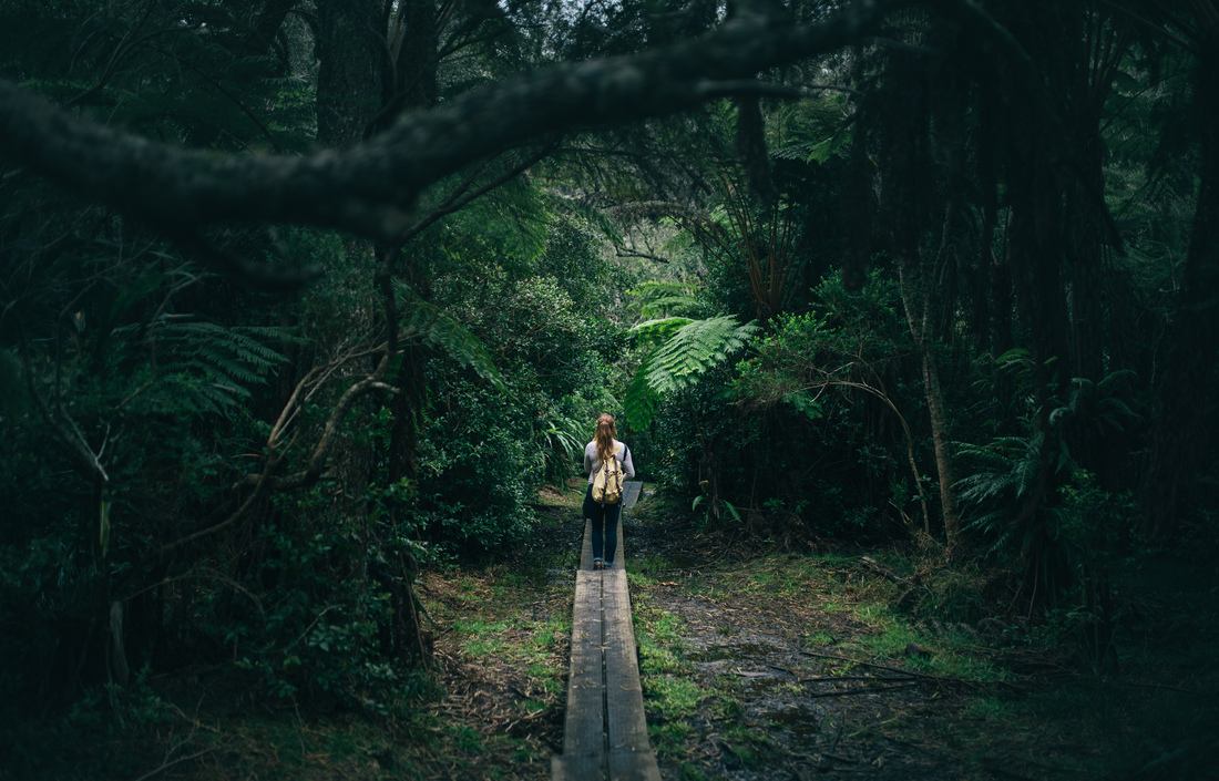 S'engouffrer dans la foret de Bélouve