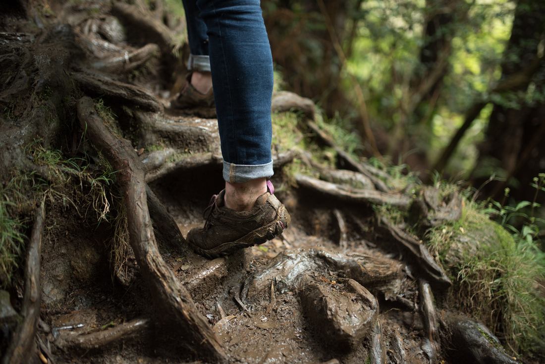 Les racines servent de marche dans la foret de Bélouve