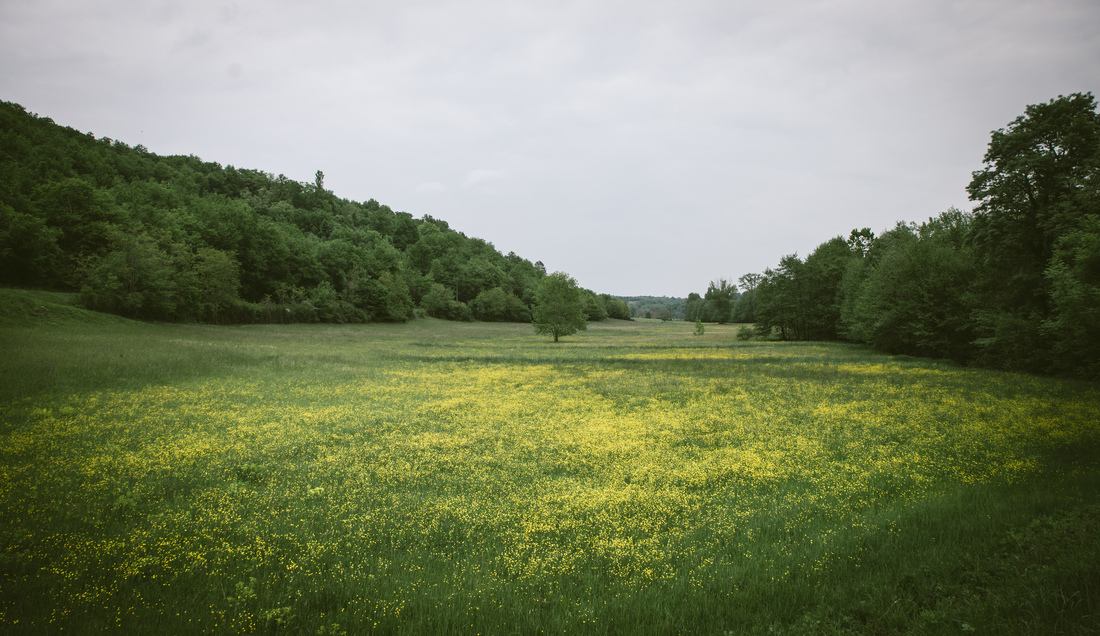 Champs de fleurs sur notre chemin
