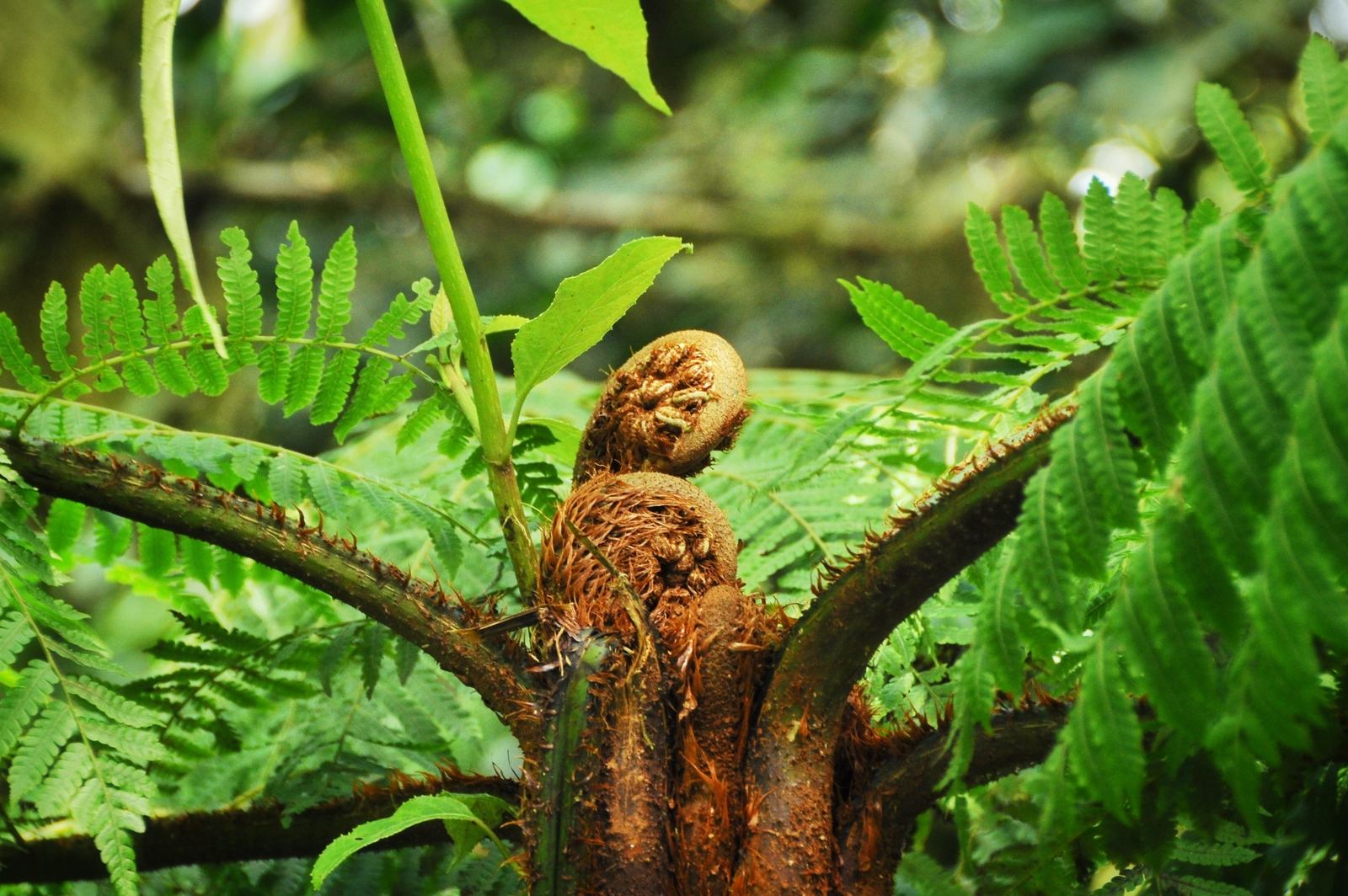 Fougère, Monteverde, Costa Rica
