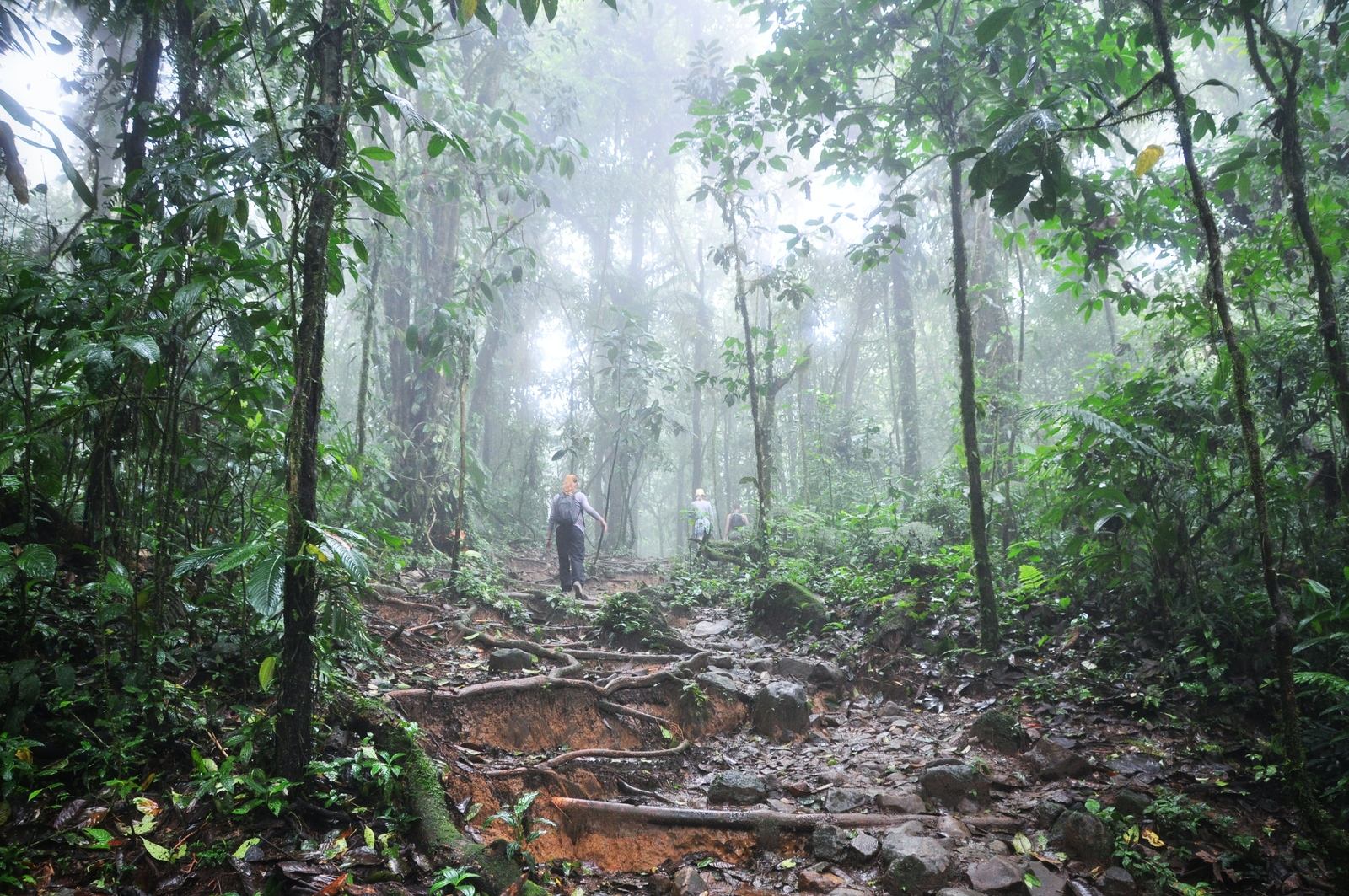 Foret du Rio Celeste, Costa Rica Foret du Rio Celeste, Costa Rica