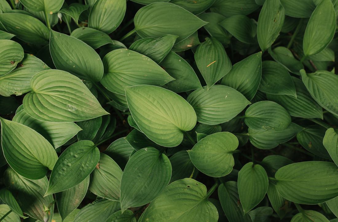 Végétation, Jardins du Château d'Ainay-le-Vieil