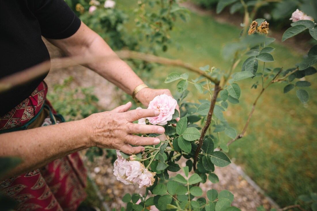 Mme de La Tour d'Auvergne nous explique les roses anciennes 