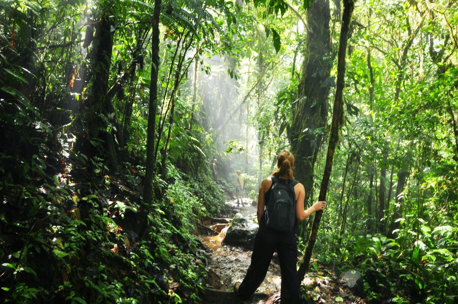 Coeur de la foret du Rio Céleste, Costa Rica Coeur de la foret du Rio Céleste, Costa Rica