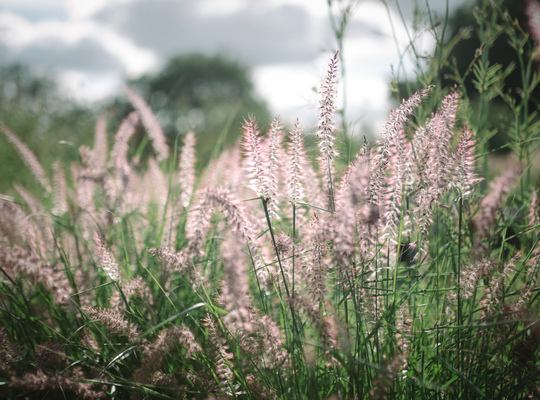Douceur, Le Jardin de Marie